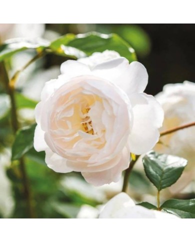 Rosier anglais Desdemona™ (David Austin Roses)