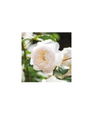 Rosier anglais Desdemona™ (David Austin Roses)