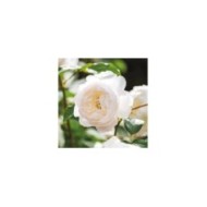 Rosier anglais Desdemona™ (David Austin Roses)