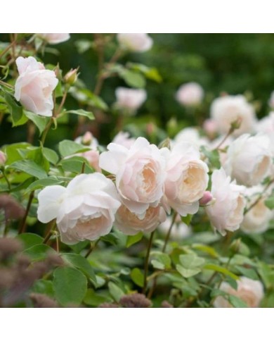 Rosier anglais Desdemona™ (David Austin Roses)