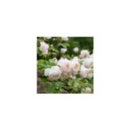 Rosier anglais Desdemona™ (David Austin Roses)