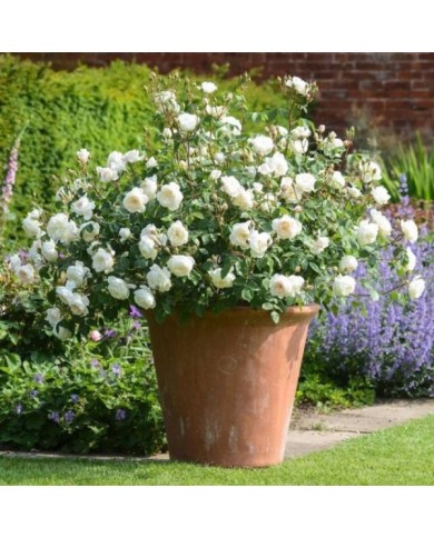 Rosier anglais Desdemona™ (David Austin Roses)