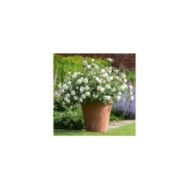 Rosier anglais Desdemona™ (David Austin Roses)