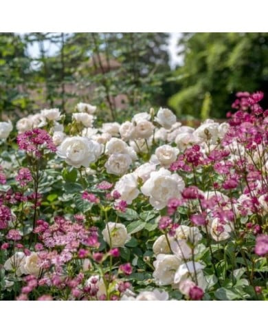 Rosier anglais Desdemona™ (David Austin Roses)