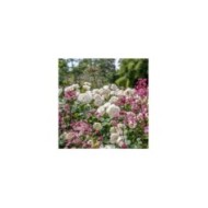 Rosier anglais Desdemona™ (David Austin Roses)