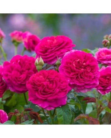 Rosier anglais Gabriel Oak™ (David Austin Roses)