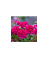 Rosier anglais Gabriel Oak™ (David Austin Roses)