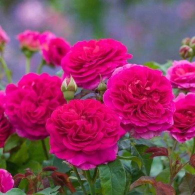 Rosier anglais Gabriel Oak™ (David Austin Roses)