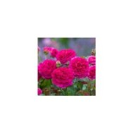 Rosier anglais Gabriel Oak™ (David Austin Roses)