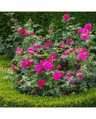Rosier anglais Gabriel Oak™ (David Austin Roses)