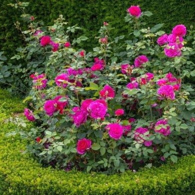Rosier anglais Gabriel Oak™ (David Austin Roses)