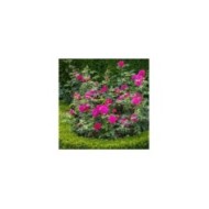 Rosier anglais Gabriel Oak™ (David Austin Roses)