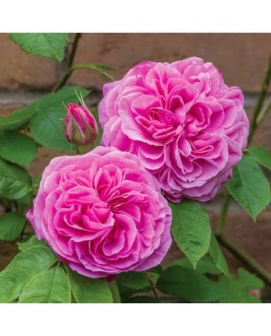 Rosier anglais Gertrude Jekyll™ (David Austin Roses)