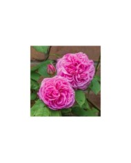 Rosier anglais Gertrude Jekyll™ (David Austin Roses)