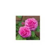 Rosier anglais Gertrude Jekyll™ (David Austin Roses)
