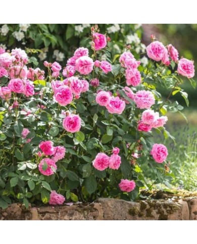 Rosier anglais Gertrude Jekyll™ (David Austin Roses)