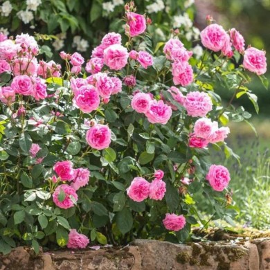 Rosier anglais Gertrude Jekyll™ (David Austin Roses)