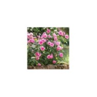 Rosier anglais Gertrude Jekyll™ (David Austin Roses)
