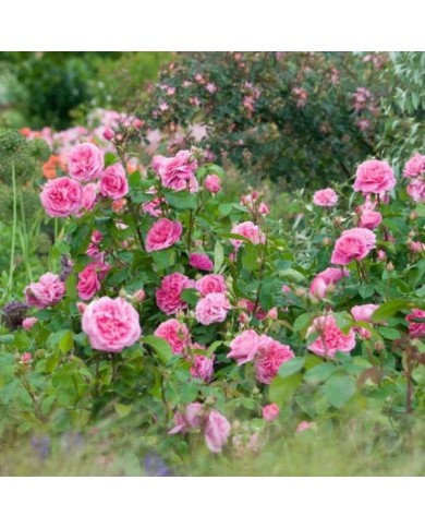 Rosier anglais Gertrude Jekyll™ (David Austin Roses)