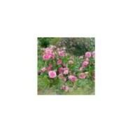 Rosier anglais Gertrude Jekyll™ (David Austin Roses)