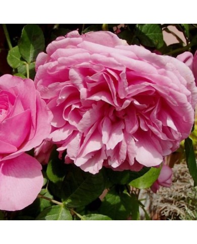 Rosier Gertrude Jekyll - bluefootedbooby / flickr