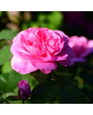 Rosier Gertrude Jekyll - Mark / flickr