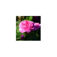 Rosier Gertrude Jekyll - Mark / flickr