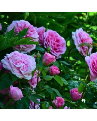 Rosier Gertrude Jekyll - Mark / flickr