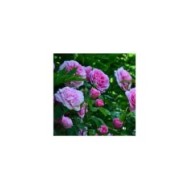 Rosier Gertrude Jekyll - Mark / flickr