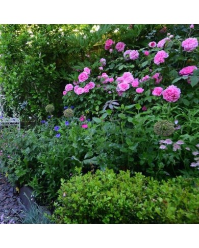 Rosier Gertrude Jekyll - Mark / flickr