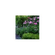 Rosier Gertrude Jekyll - Mark / flickr