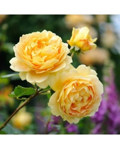 Rosier anglais Golden Celebration® (David Austin)