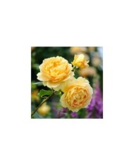 Rosier anglais Golden Celebration® (David Austin)