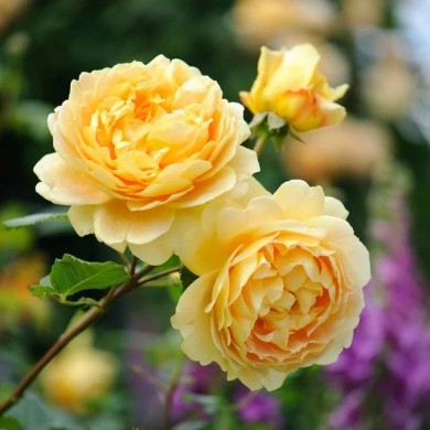 Rosier anglais Golden Celebration® (David Austin)