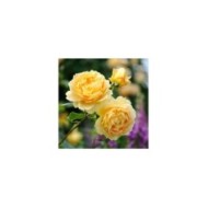 Rosier anglais Golden Celebration® (David Austin)