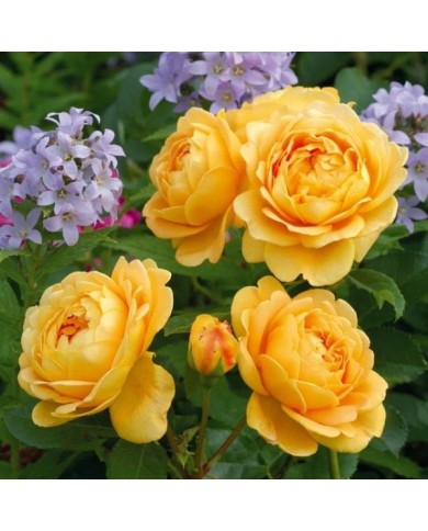 Rosier anglais Golden Celebration® (David Austin)