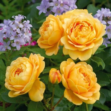 Rosier anglais Golden Celebration® (David Austin)
