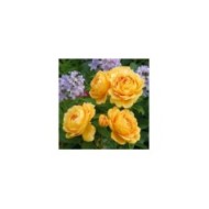 Rosier anglais Golden Celebration® (David Austin)