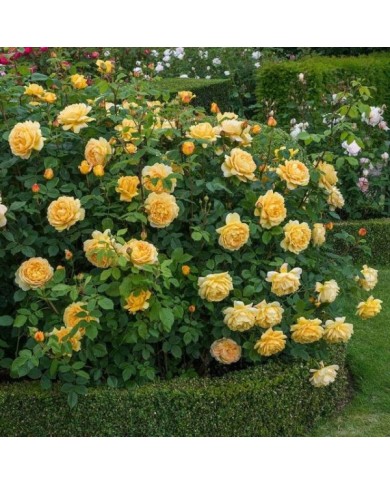 Rosier anglais Golden Celebration® (David Austin)