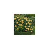 Rosier anglais Golden Celebration® (David Austin)