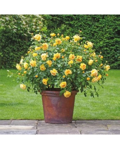 Rosier anglais Golden Celebration® (David Austin)