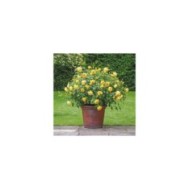 Rosier anglais Golden Celebration® (David Austin)